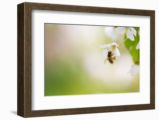 Honey Bee Enjoying Blossoming Cherry Tree On A Lovely Spring Day-l i g h t p o e t-Framed Photographic Print