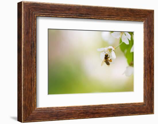 Honey Bee Enjoying Blossoming Cherry Tree On A Lovely Spring Day-l i g h t p o e t-Framed Photographic Print