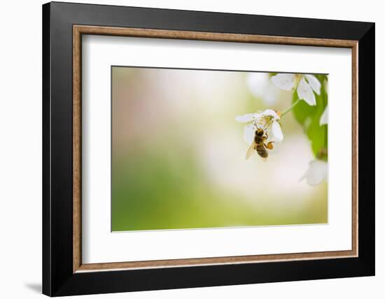 Honey Bee Enjoying Blossoming Cherry Tree On A Lovely Spring Day-l i g h t p o e t-Framed Photographic Print