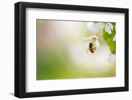 Honey Bee Enjoying Blossoming Cherry Tree On A Lovely Spring Day-l i g h t p o e t-Framed Photographic Print