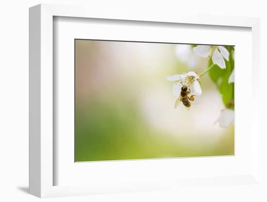 Honey Bee Enjoying Blossoming Cherry Tree On A Lovely Spring Day-l i g h t p o e t-Framed Photographic Print