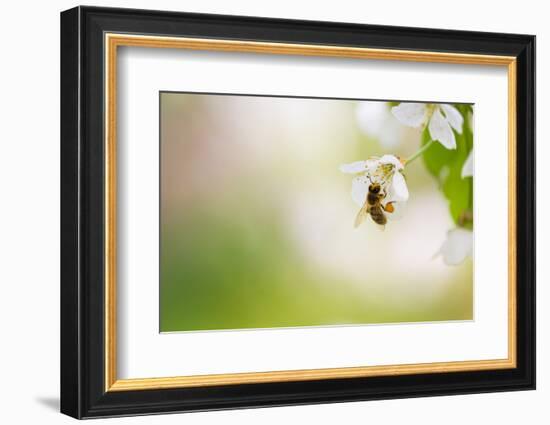 Honey Bee Enjoying Blossoming Cherry Tree On A Lovely Spring Day-l i g h t p o e t-Framed Photographic Print