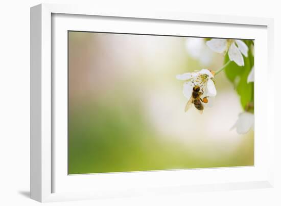 Honey Bee Enjoying Blossoming Cherry Tree On A Lovely Spring Day-l i g h t p o e t-Framed Photographic Print