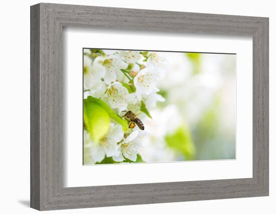 Honey Bee In Flight Approaching Blossoming Cherry Tree-l i g h t p o e t-Framed Photographic Print