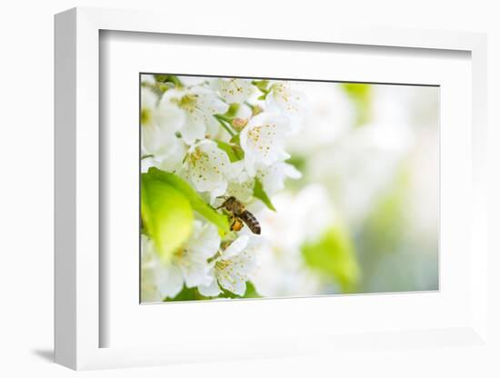 Honey Bee In Flight Approaching Blossoming Cherry Tree-l i g h t p o e t-Framed Photographic Print