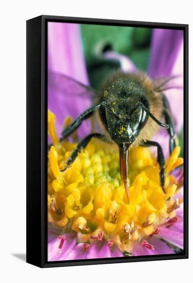 Honey Bee on a Michaelmas Daisy-Dr^ Jeremy-Framed Premier Image Canvas