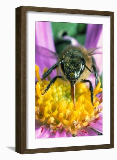 Honey Bee on a Michaelmas Daisy-Dr^ Jeremy-Framed Photographic Print