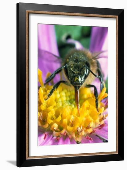 Honey Bee on a Michaelmas Daisy-Dr^ Jeremy-Framed Photographic Print