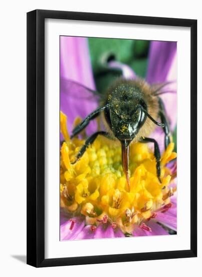 Honey Bee on a Michaelmas Daisy-Dr^ Jeremy-Framed Photographic Print