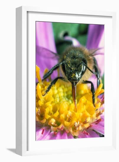 Honey Bee on a Michaelmas Daisy-Dr^ Jeremy-Framed Photographic Print