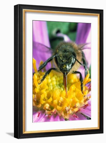 Honey Bee on a Michaelmas Daisy-Dr^ Jeremy-Framed Photographic Print