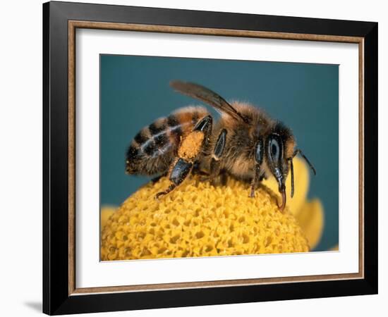 Honey Bee on Flower-Dr^ Jeremy-Framed Photographic Print