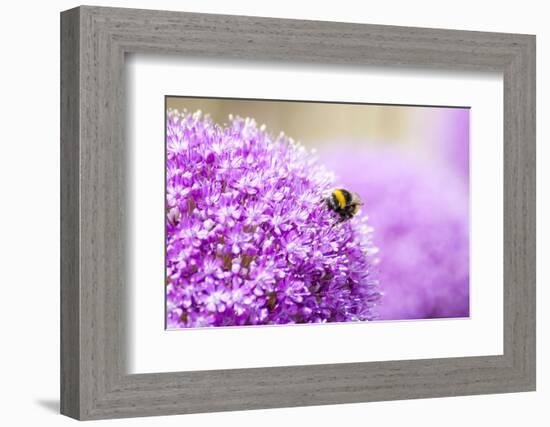 Honey Bee on Violet Allium-essentialimagemedia-Framed Photographic Print