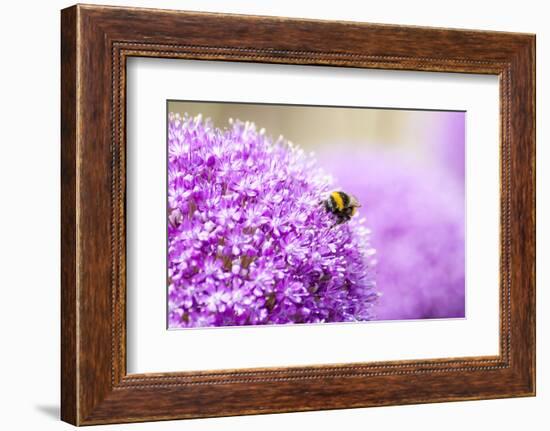 Honey Bee on Violet Allium-essentialimagemedia-Framed Photographic Print