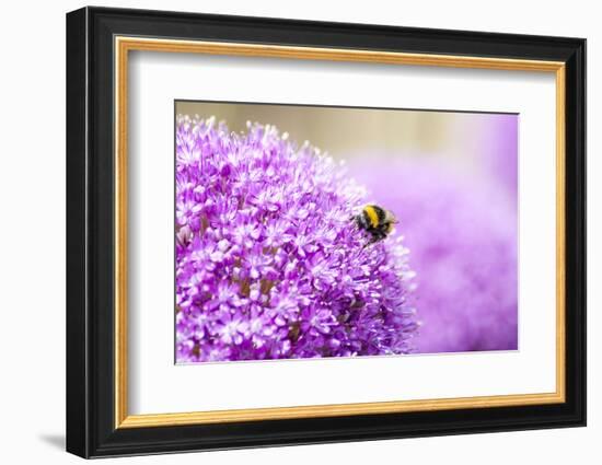 Honey Bee on Violet Allium-essentialimagemedia-Framed Photographic Print