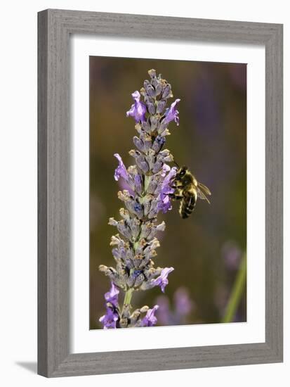 Honey Bee Pollinating Flowers-Bob Gibbons-Framed Photographic Print