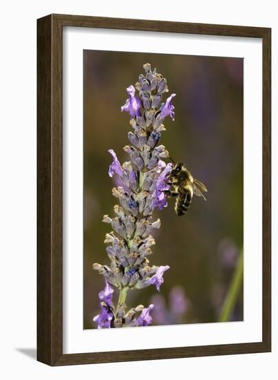 Honey Bee Pollinating Flowers-Bob Gibbons-Framed Photographic Print