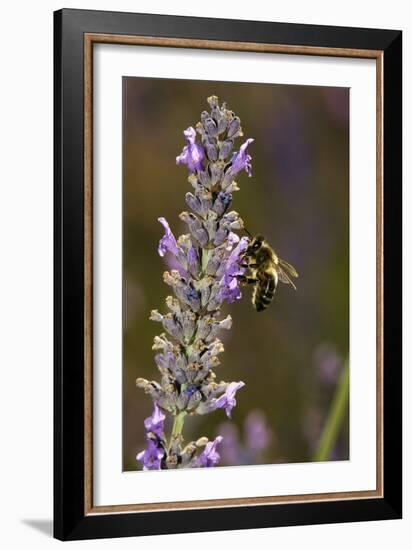 Honey Bee Pollinating Flowers-Bob Gibbons-Framed Photographic Print