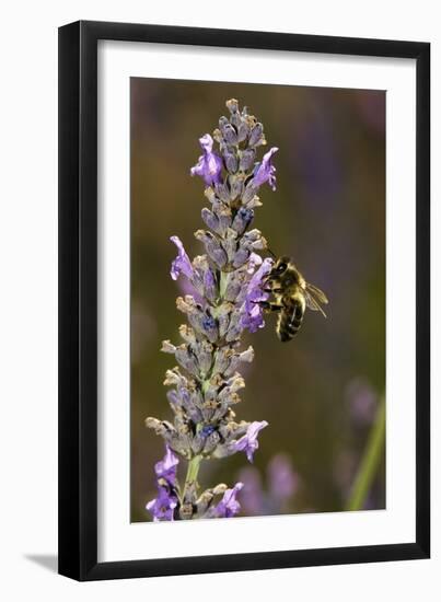 Honey Bee Pollinating Flowers-Bob Gibbons-Framed Photographic Print