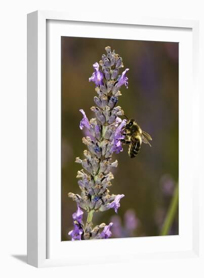 Honey Bee Pollinating Flowers-Bob Gibbons-Framed Photographic Print