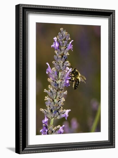 Honey Bee Pollinating Flowers-Bob Gibbons-Framed Photographic Print