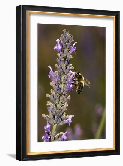 Honey Bee Pollinating Flowers-Bob Gibbons-Framed Photographic Print