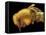 Honey Bee, SEM-David McCarthy-Framed Premier Image Canvas