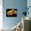 Honey Bee, SEM-David McCarthy-Photographic Print displayed on a wall