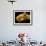 Honey Bee, SEM-David McCarthy-Framed Photographic Print displayed on a wall