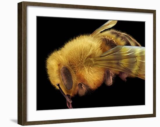 Honey Bee, SEM-David McCarthy-Framed Photographic Print