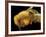 Honey Bee, SEM-David McCarthy-Framed Photographic Print