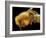 Honey Bee, SEM-David McCarthy-Framed Photographic Print