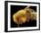 Honey Bee, SEM-David McCarthy-Framed Photographic Print