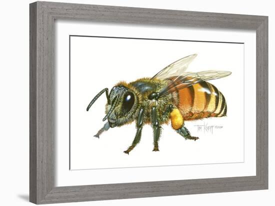 Honey Bee-Tim Knepp-Framed Giclee Print