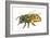 Honey Bee-Tim Knepp-Framed Giclee Print