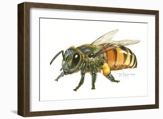 Honey Bee-Tim Knepp-Framed Giclee Print