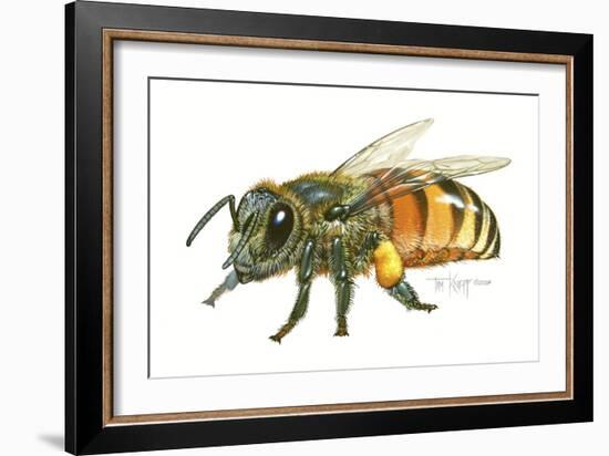 Honey Bee-Tim Knepp-Framed Giclee Print