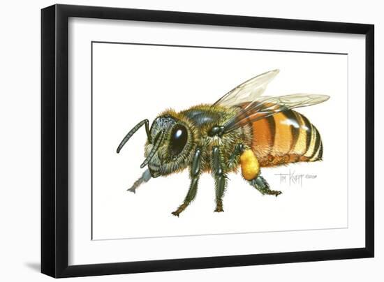 Honey Bee-Tim Knepp-Framed Giclee Print