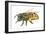 Honey Bee-Tim Knepp-Framed Giclee Print