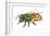 Honey Bee-Tim Knepp-Framed Giclee Print