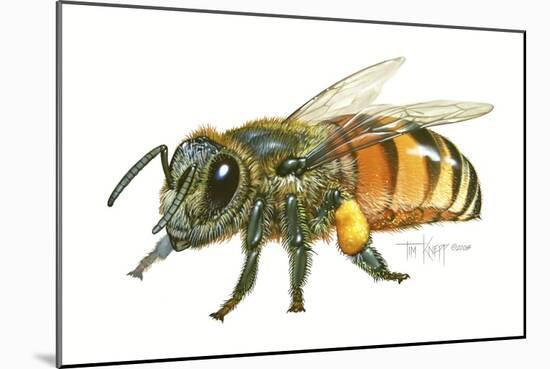 Honey Bee-Tim Knepp-Mounted Giclee Print