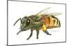 Honey Bee-Tim Knepp-Mounted Giclee Print