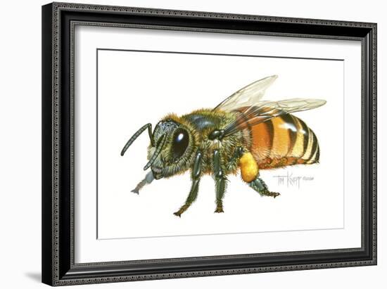 Honey Bee-Tim Knepp-Framed Giclee Print