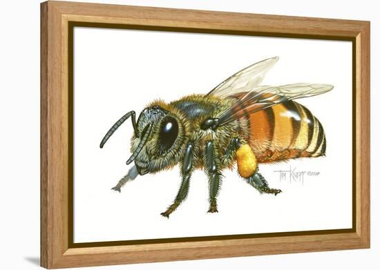 Honey Bee-Tim Knepp-Framed Premier Image Canvas