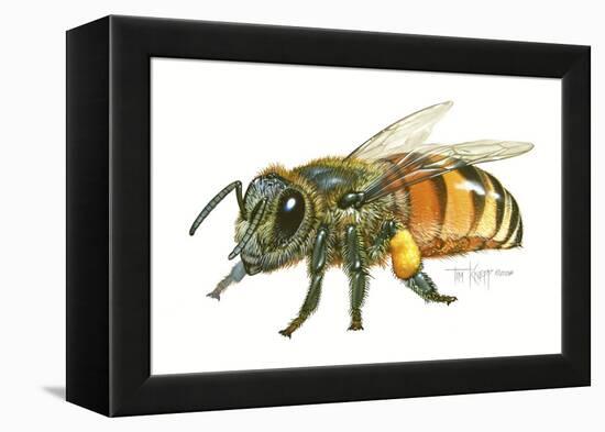 Honey Bee-Tim Knepp-Framed Premier Image Canvas