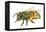 Honey Bee-Tim Knepp-Framed Premier Image Canvas