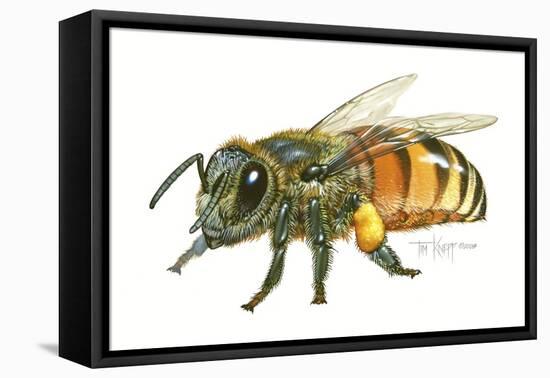 Honey Bee-Tim Knepp-Framed Premier Image Canvas