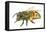 Honey Bee-Tim Knepp-Framed Premier Image Canvas