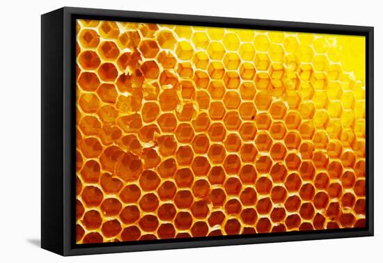 Honey Beehive-val lawless-Framed Premier Image Canvas