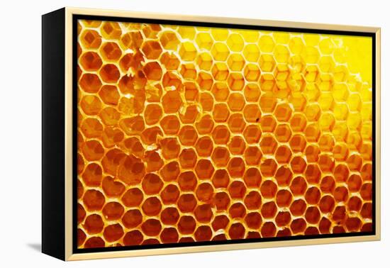 Honey Beehive-val lawless-Framed Premier Image Canvas